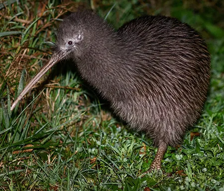 apteryx rowi