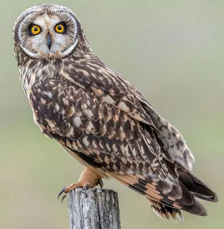 asio flammeus