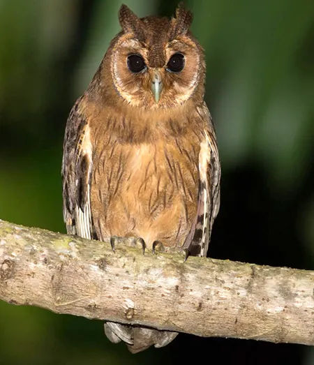 asio grammicus