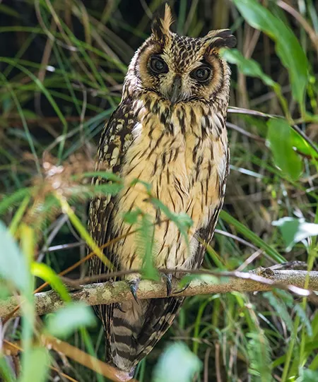 asio madagascariensis