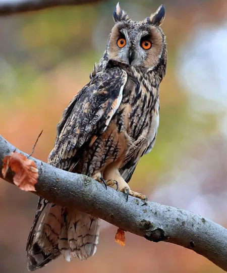 asio otus