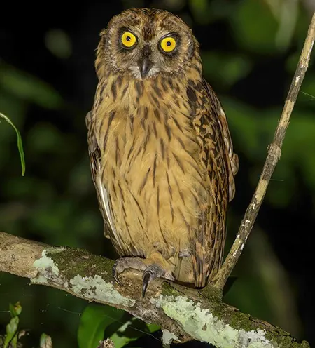 asio solomonensis