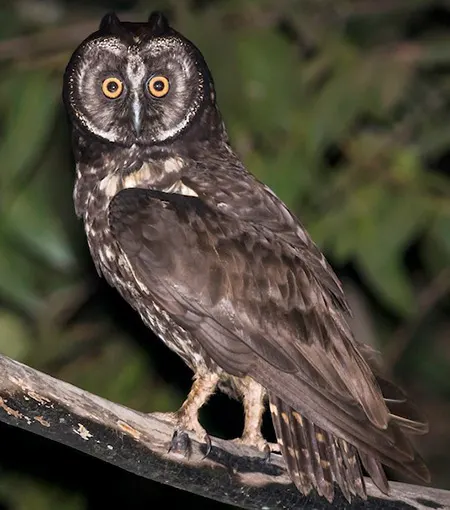 asio stygius