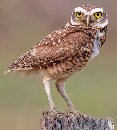 athene cunicularia