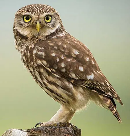 athene noctua