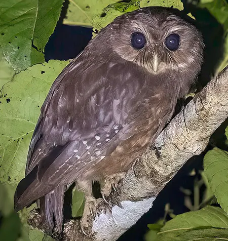athene roseoaxillaris