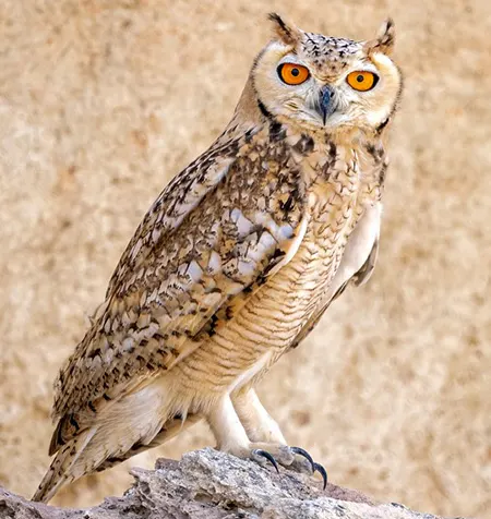 bubo ascalaphus