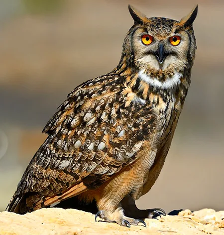bubo bengalensis