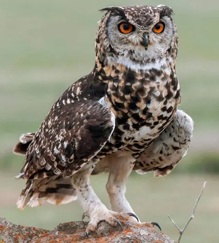 bubo capensis