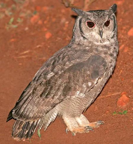 bubo cinerascens
