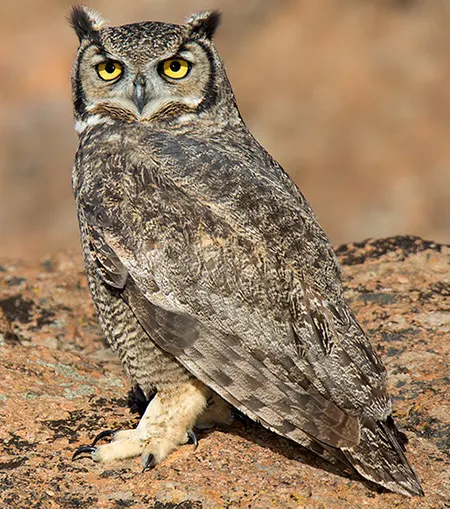 bubo magellanicus