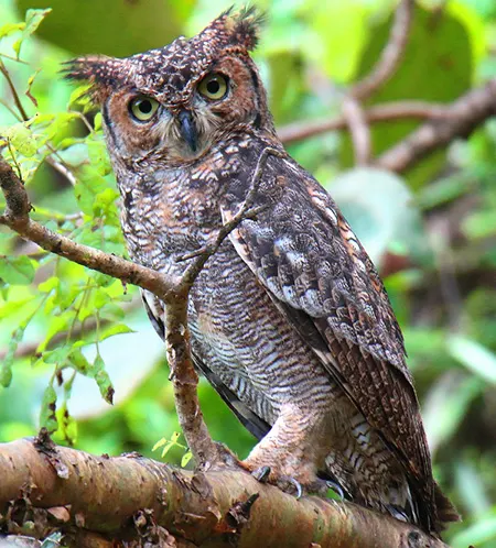 bubo milesi