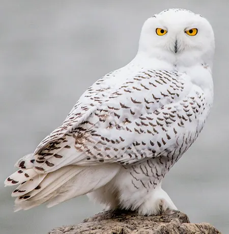 bubo scandiacus