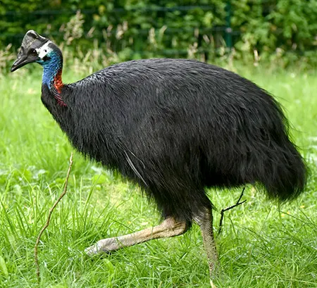 casuarius bennetti