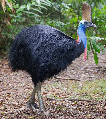 casuarius casuarius