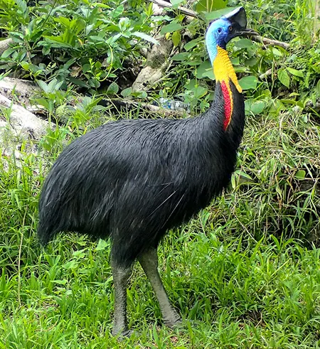 casuarius unappendiculatus