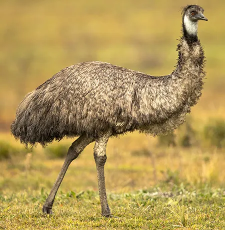 dromaius novaehollandiae
