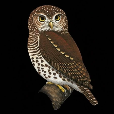 Glaucidium albertinum