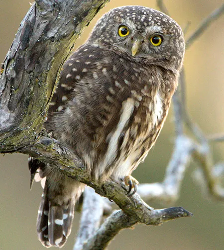 glaucidium bolivianum