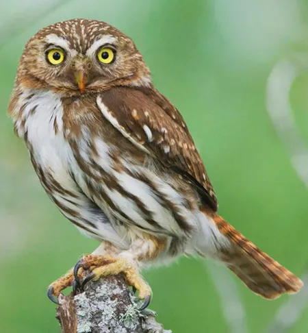 glaucidium brasilianum