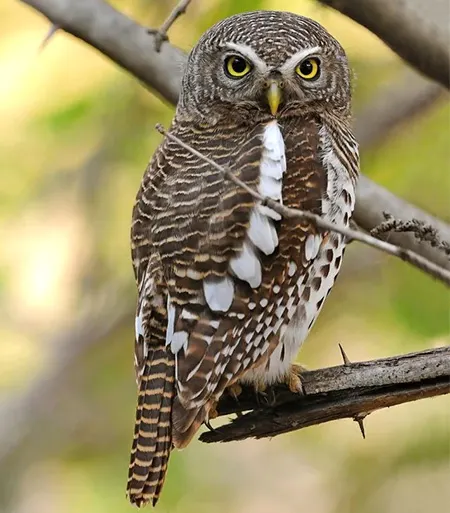 glaucidium capense