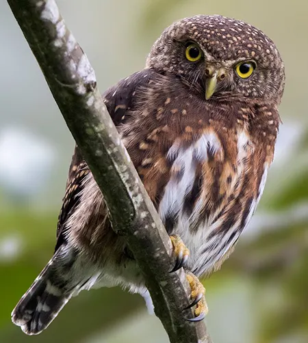 glaucidium costaricanum