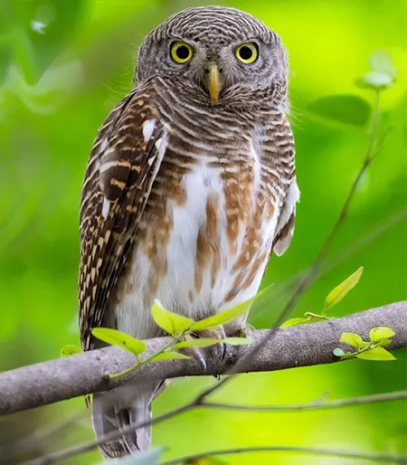 glaucidium cuculoides