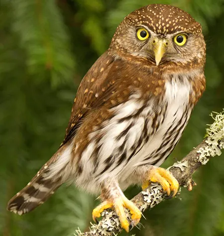 glaucidium gnoma