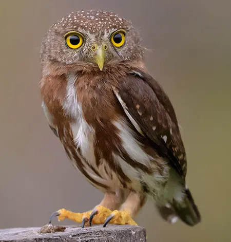 glaucidium griseiceps
