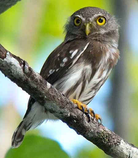 glaucidium hardyi