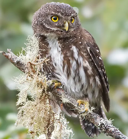 glaucidium jardinii