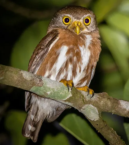 glaucidium minutissimum