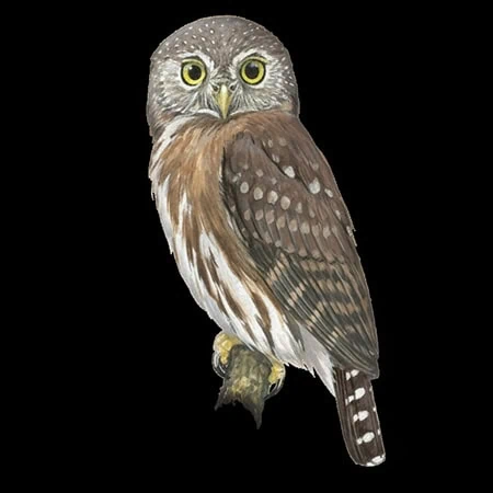 Glaucidium mooreorum