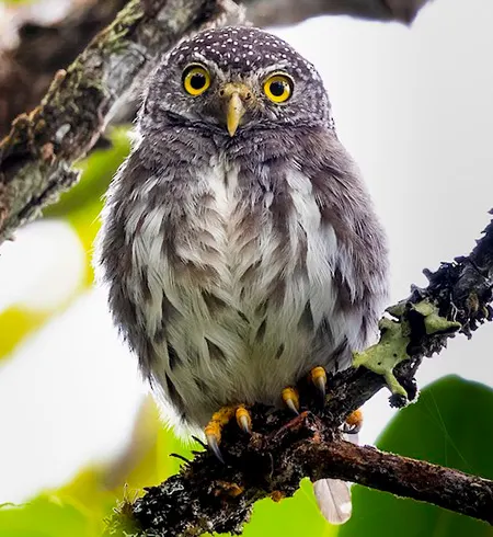 glaucidium parkeri