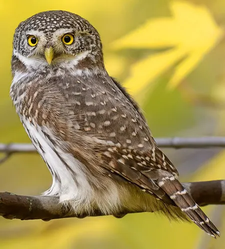 glaucidium passerinum