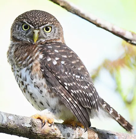 glaucidium siju