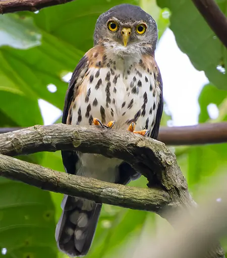 glaucidium tephronotum