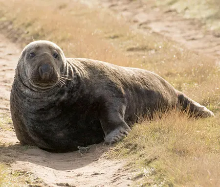 halichoerus grypus