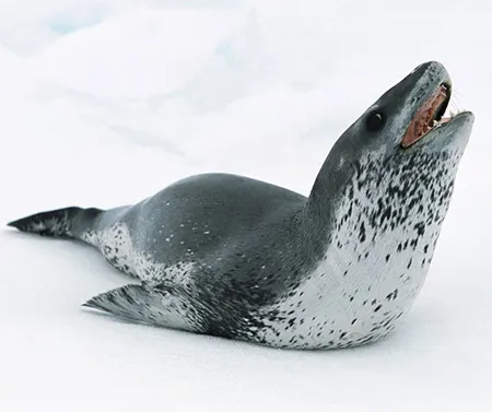 hydrurga leptonyx