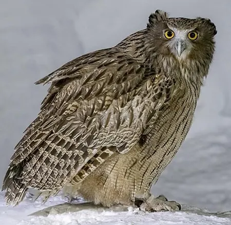 ketupa blakistoni