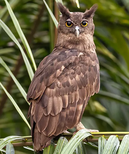 ketupa coromanda