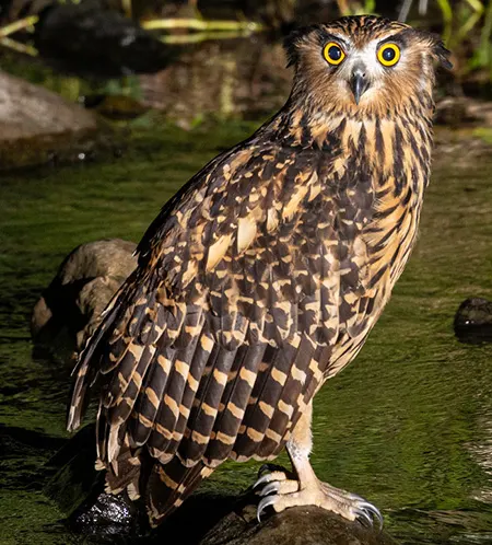 ketupa flavipes