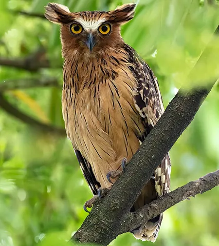 ketupa ketupu