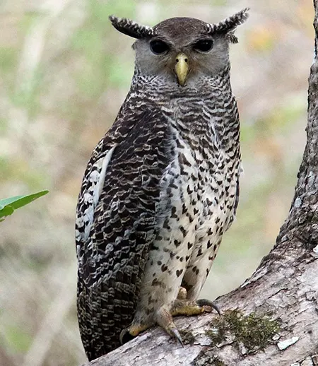 ketupa nipalensis