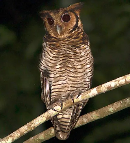 ketupa poensis