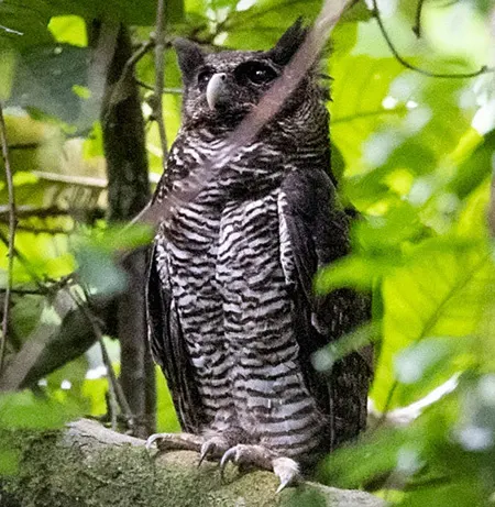 ketupa shelleyi