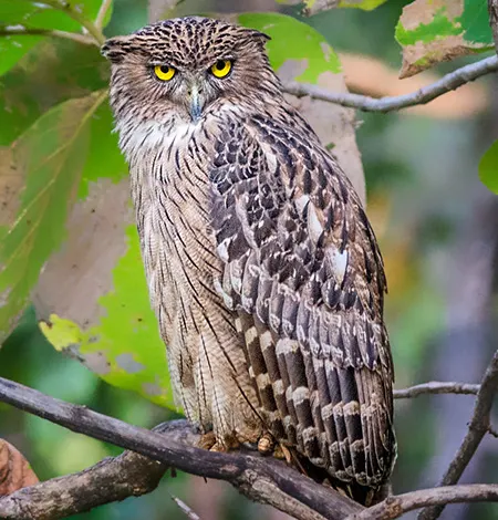 ketupa zeylonensis