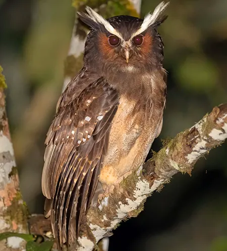 lophostrix cristata
