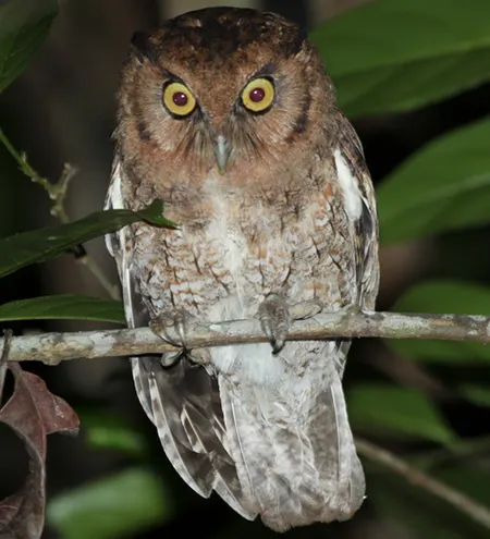megascops alagoensis