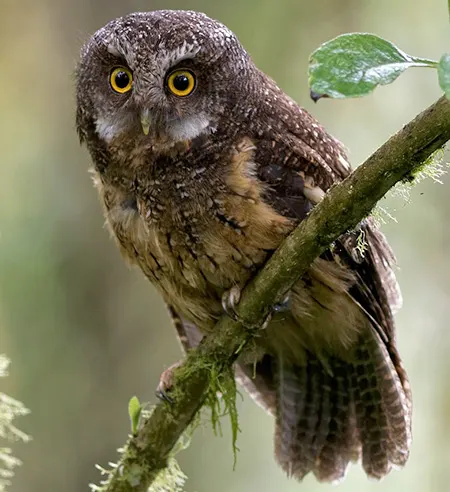 megascops albogularis